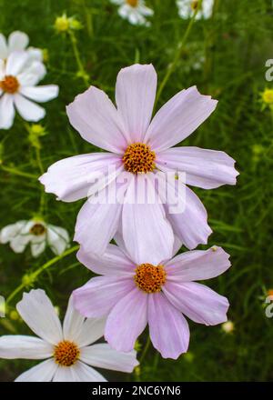 Im Garten blühen Cosmos-Blumen. Rosa Blumen des Kosmos. Sommersonntag. Hüttengärten. Stockfoto