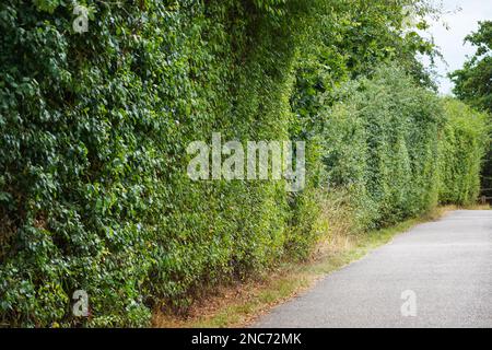 Eine Hecke, die entlang des Fußwegs in Essex, Großbritannien, gepflanzt wurde Stockfoto