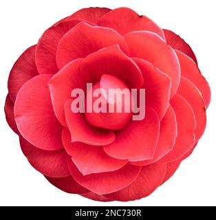 Wunderschöne rote Kamelienblume isoliert auf weißem Hintergrund. Camellia japonica Stockfoto
