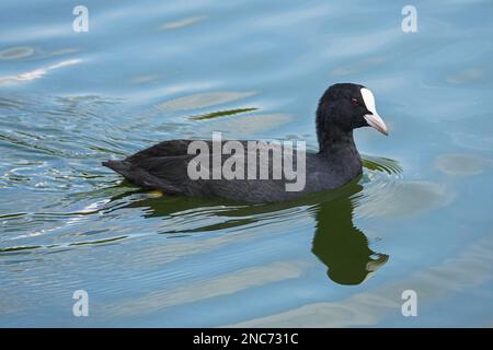 Eurasische Kuh, Fulica atra, gewöhnliche Kuh im Wasser Stockfoto