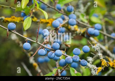 Dunkelviolette Beeren auf dem Schwarzdornbaum, Schlemmerbeeren Stockfoto