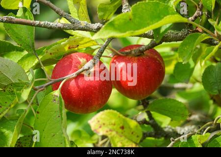 Apfelfrüchte wachsen auf einem Apfelbaum Stockfoto