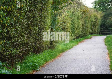 Eine Hecke, die entlang des Fußwegs in Essex, Großbritannien, gepflanzt wurde Stockfoto