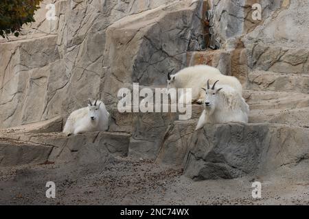 Die großen Weißhornziegen im Zoo Stockfoto