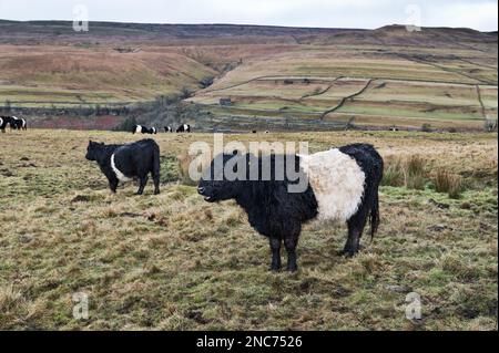 Belted Galloway Rinder grasen auf den Hügeln über Buckden, Wharfedale, Yorkshire Dales National Park, Großbritannien Stockfoto