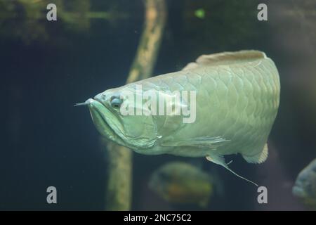 Nahaufnahme einer silbernen Arowana (Osteoglossum bicirrhosum) Stockfoto
