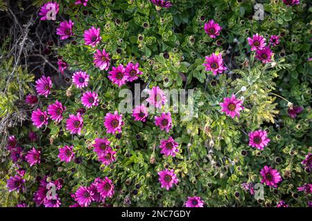 Schöner blühender Strauch von Osteospermum. Die magenta-lila Farbe Blütenblatt blüht in geringer Schärfentiefe. Sie sind als Gänseblümchen oder Afrika bekannt Stockfoto