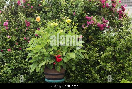 Farbenfrohe Blumenarrangements in einem Holzfass-Pflanzgefäß vor einem üppig grünen Busch mit leuchtenden rosa und gelben Blüten Stockfoto