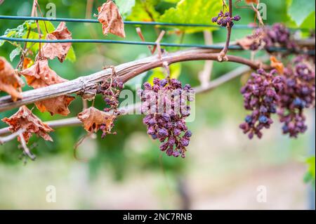 Schrumpfhaufen lila Trauben, zu viel Sonne und Hitze, schlechtes Wetter, an einer Rebpflanze hängen, schlechte Ernte, Weinberg Stockfoto