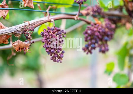 Schrumpfhaufen lila Trauben, zu viel Sonne und Hitze, schlechtes Wetter, an einer Rebpflanze hängen, schlechte Ernte, Weinberg Stockfoto