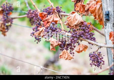 Schrumpfhaufen lila Trauben, zu viel Sonne und Hitze, schlechtes Wetter, an einer Rebpflanze hängen, schlechte Ernte, Weinberg Stockfoto