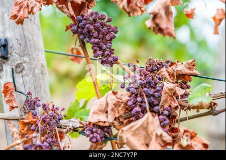 Schrumpfhaufen lila Trauben, zu viel Sonne und Hitze, schlechtes Wetter, an einer Rebpflanze hängen, schlechte Ernte, Weinberg Stockfoto