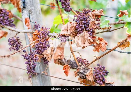 Schrumpfhaufen lila Trauben, zu viel Sonne und Hitze, schlechtes Wetter, an einer Rebpflanze hängen, schlechte Ernte, Weinberg Stockfoto