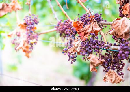 Schrumpfhaufen lila Trauben, zu viel Sonne und Hitze, schlechtes Wetter, an einer Rebpflanze hängen, schlechte Ernte, Weinberg Stockfoto