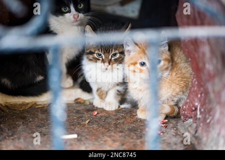 Süße streunende Kätzchen und eine Erwachsene Katze, die sich im Winter draußen verängstigt und kalt fühlt. Stockfoto