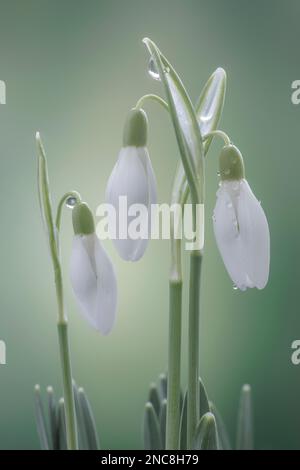 Galanthus nivalis (Schneetropfen) in Knospen. Stockfoto