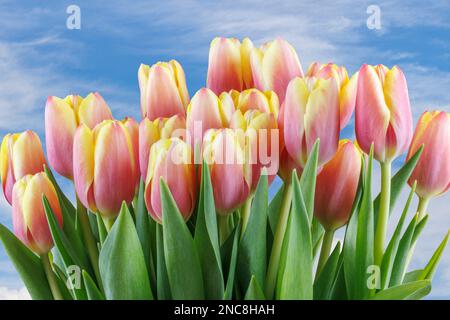 Rote und gelbe Tulpen in Blüte - horizontaler 4x3-Aspekt Stockfoto