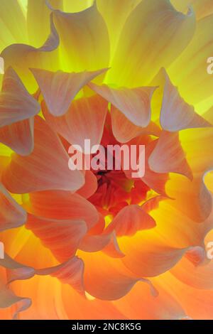 Dahlia Blossom - Ein 50,6mp-Bild Stockfoto