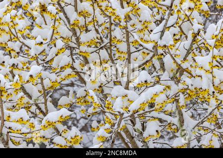 Schnee auf Hexe Hazel Stockfoto