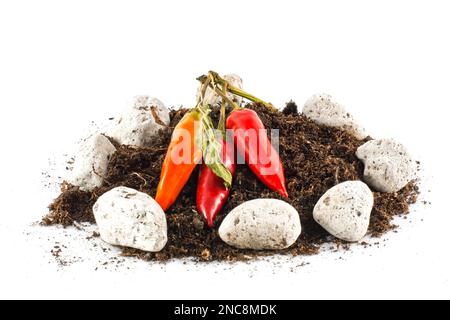 Konzeptionelle Darstellung heißer, hausgewachsener Chilischoten auf dem Boden Stockfoto