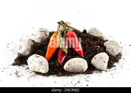 Konzeptionelle Darstellung heißer, hausgewachsener Chilischoten auf dem Boden Stockfoto