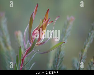 Gewöhnlicher Sunshine Conebush. 4x3-Seitenverhältnis Stockfoto