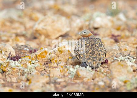 Ein männlicher Schwarzbauch-Sandhühner (Pterocles orientalis), der in der trockenen Landschaft von Fuerteventura Spanien forscht. Stockfoto