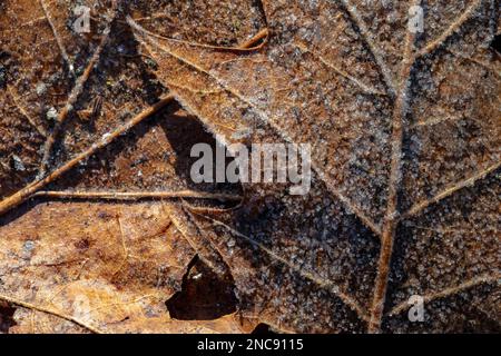 Frost auf der gefallenen Northern Red Oak, Quercus rubra, Blätter in Zentral-Michigan, USA Stockfoto