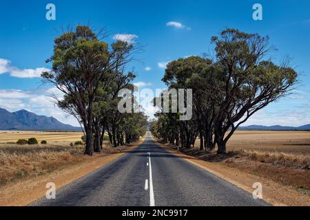 Straße zu den felsigen Bergen Stirling Range oder Koikyennuruff Landschaftslandschaft, wunderschöner Berg-Nationalpark in Westaustralien, mit dem höchsten Stockfoto