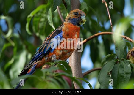 rosella im Garten Stockfoto