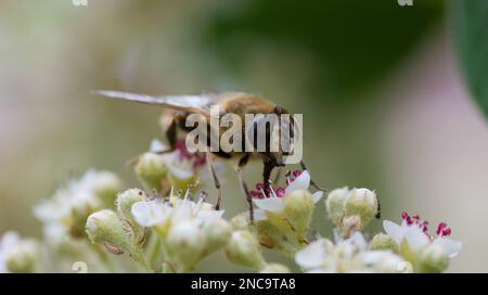 Eine Drohnenfliege, die auf einer Apfelblüte ruht Stockfoto