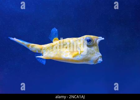 Cowfish, Lactoria cornuta schwimmt im Aquarium. Gelber tropischer Longhorn-Kuhfisch, der im blauen Wasser des Ozeanariums schwimmt Stockfoto