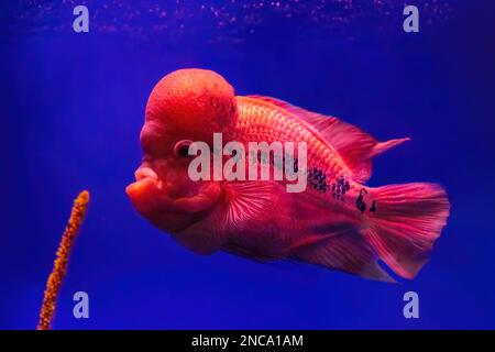 Hellroter Blütenhorn-Cichlid oder luohan-Fisch im Aquarium-Pool. Das Blütenhorn schwimmt im blauen Wasser des Fischtanks im Ozeanarium. Stockfoto