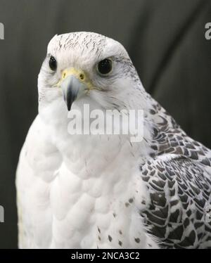 Extreme Nahaufnahme eines wunderschönen jungen Gyrfalken-Kopfes Stockfoto