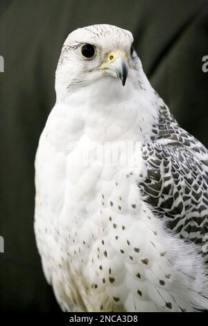 Extreme Nahaufnahme eines wunderschönen jungen Gyrfalken-Kopfes Stockfoto