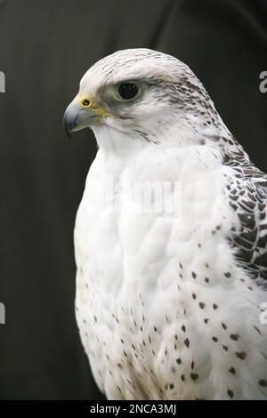 Extreme Nahaufnahme eines wunderschönen jungen Gyrfalken-Kopfes Stockfoto