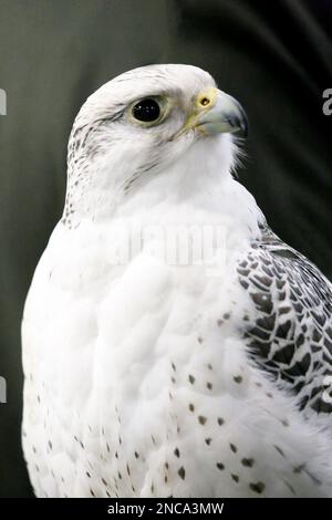 Extreme Nahaufnahme eines wunderschönen jungen Gyrfalken-Kopfes Stockfoto