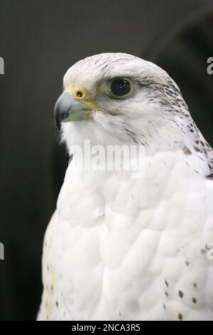 Extreme Nahaufnahme eines wunderschönen jungen Gyrfalken-Kopfes Stockfoto