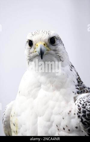 Extreme Nahaufnahme eines wunderschönen jungen Gyrfalken-Kopfes Stockfoto