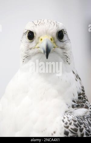 Extreme Nahaufnahme eines wunderschönen jungen Gyrfalken-Kopfes Stockfoto