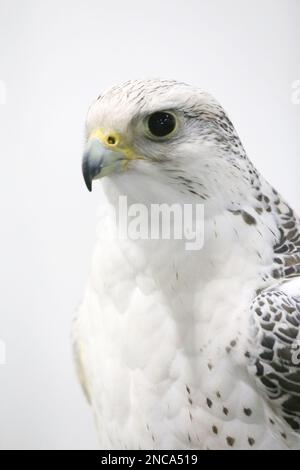 Extreme Nahaufnahme eines wunderschönen jungen Gyrfalken-Kopfes Stockfoto