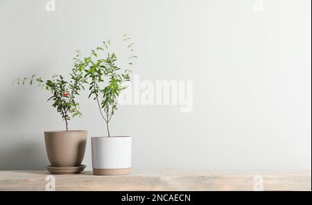 Junge Granatapfelbäume auf einer Holzbank in der Nähe weißer Innenwände, Platz für Text Stockfoto