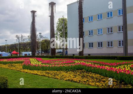 04-24-2016 Breslau Polen. Unglaubliches Tulpenbeet in Breslau - sonniger Tag im April Stockfoto