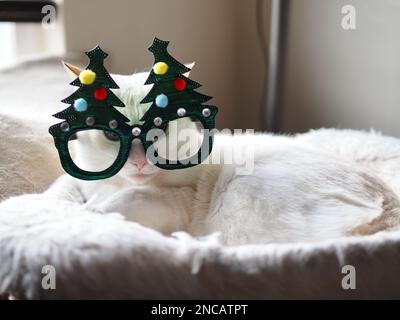 Mitzie, der Flamepoint Siamese, tut so, als wäre er Weihnachtsbaum Stockfoto