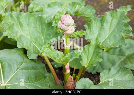 Rhabarber mit einem zentralen Blumenstiel zum Samen, britischer Gemüsegarten Stockfoto