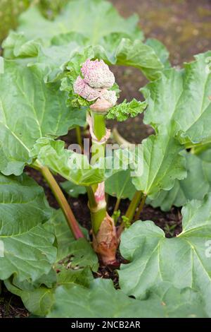 Rhabarber mit einem zentralen Blumenstiel zum Samen, britischer Gemüsegarten Stockfoto