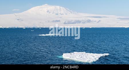 Antarktis, Ross-Insel. Ross Sea Blick auf Mount Erebus, zweithöchster Vulkan in der Antarktis. Adelie-Pinguin auf Eisberg. Stockfoto