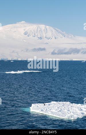 Antarktis, Ross-Insel. Ross Sea Blick auf Mount Erebus, zweithöchster Vulkan in der Antarktis. Adelie-Pinguin auf Eisberg. Stockfoto