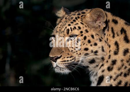 Erwachsener weiblicher Amur-Leopard Stockfoto