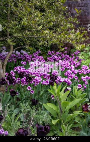 Wunderschönes Tulipa Continental und Tulipa Purple Eleganz im Frühling Stockfoto